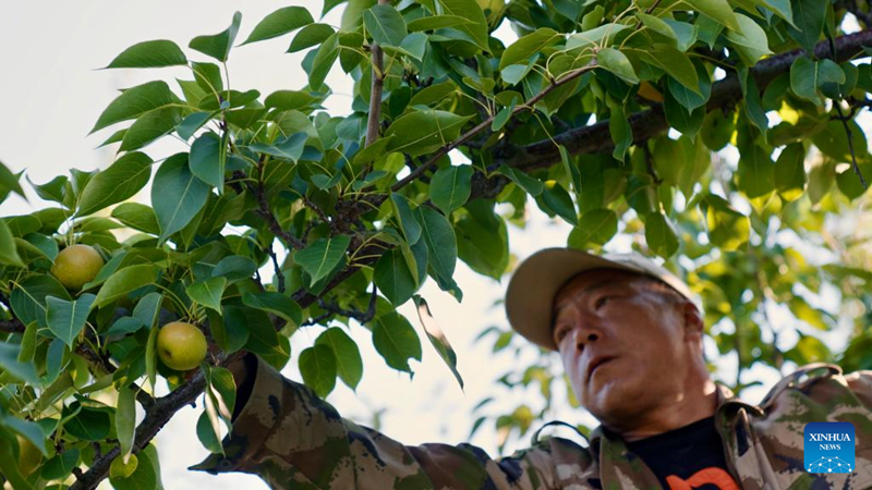 Liaoning : les entreprises de transformation de poires Nanguo de Haicheng entrent dans la haute saison de production