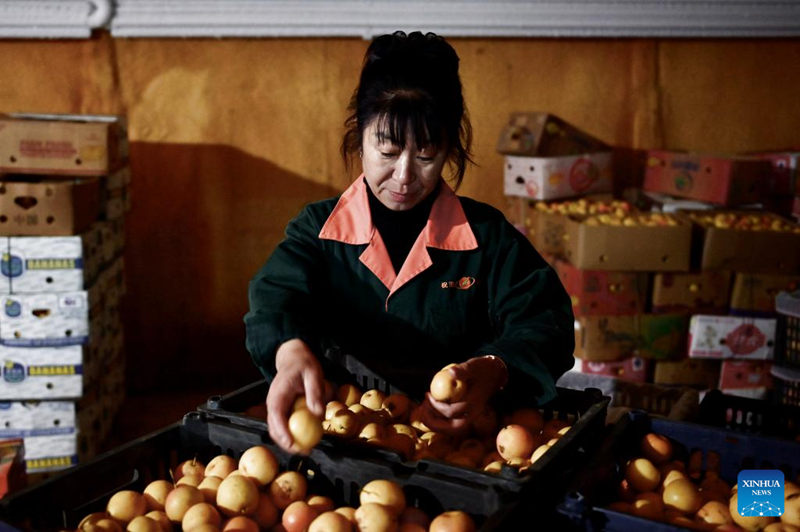 Liaoning : les entreprises de transformation de poires Nanguo de Haicheng entrent dans la haute saison de production
