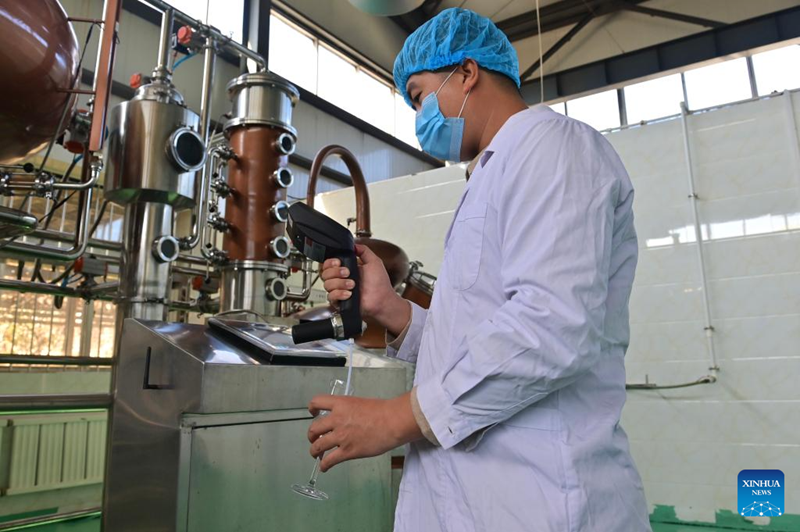 Liaoning : les entreprises de transformation de poires Nanguo de Haicheng entrent dans la haute saison de production