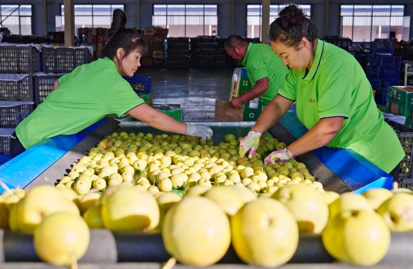Liaoning : les entreprises de transformation de poires Nanguo de Haicheng entrent dans la haute saison de production