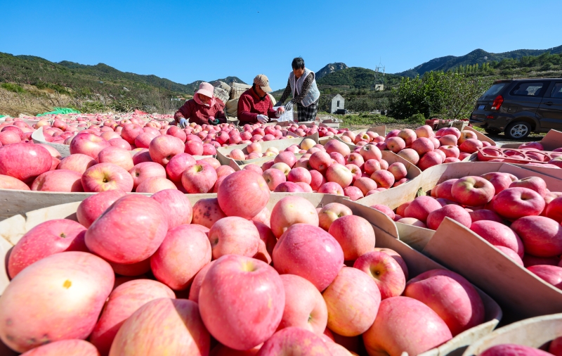 Shandong : une riche récolte de pommes à Rushan