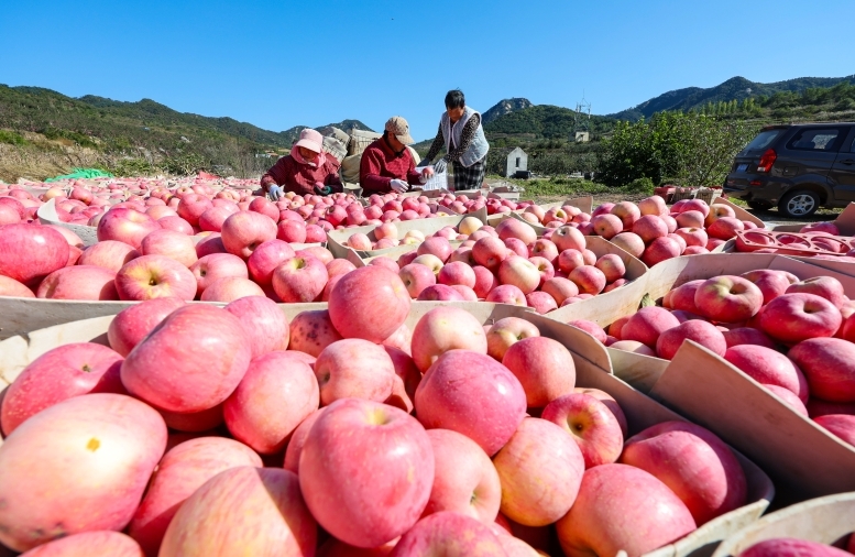 Shandong : une riche récolte de pommes à Rushan