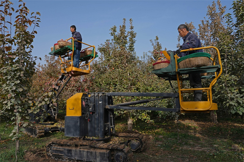 Xinjiang : la récolte des pommes à Ala'er