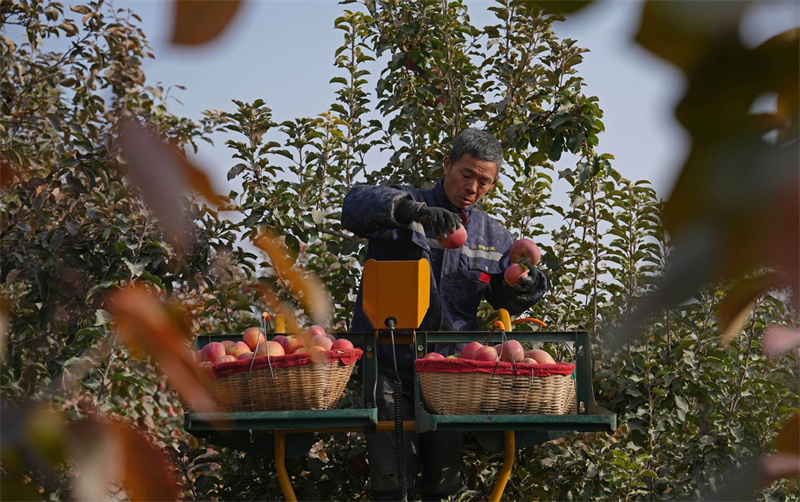 Xinjiang : la récolte des pommes à Ala'er