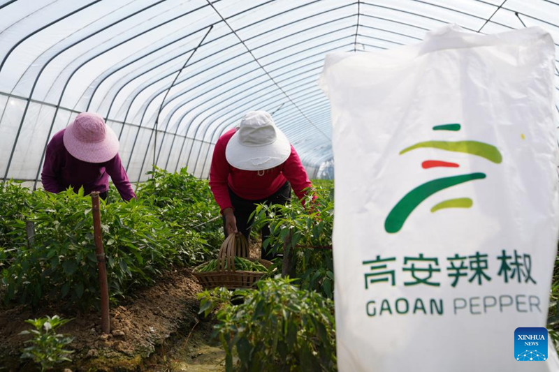 Jiangxi : les ventes de piment à Gao'an en hausse grâce à la diffusion en direct sur Internet