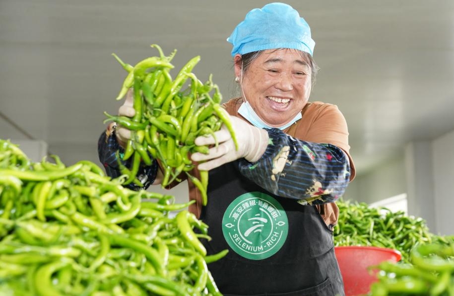 Jiangxi : les ventes de piment à Gao'an en hausse grâce à la diffusion en direct sur Internet