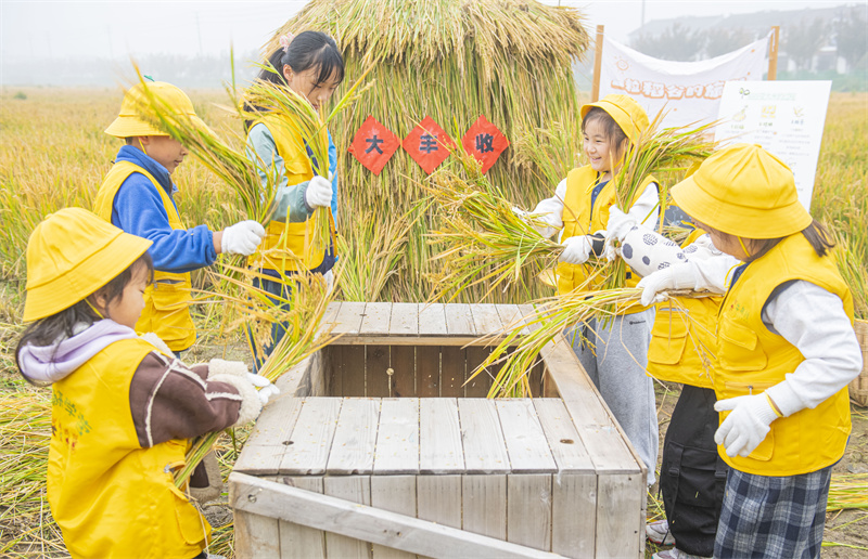 Jiangsu : une « classe des récoltes d'automne » au cœur des rizières à Suqian