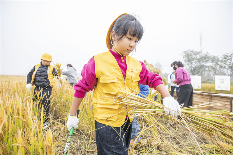 Jiangsu : une « classe des récoltes d'automne » au cœur des rizières à Suqian