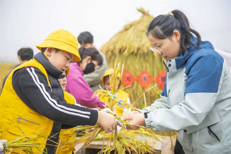 Jiangsu : une « classe des récoltes d'automne » au cœur des rizières à Suqian