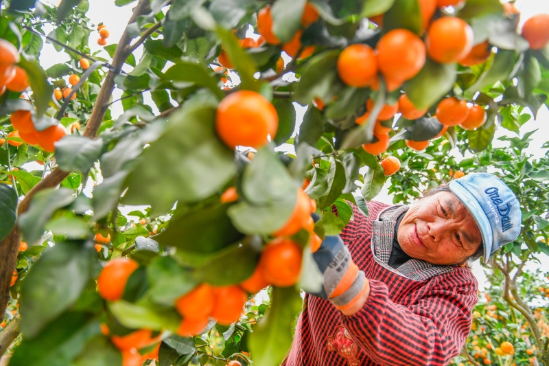 Hunan : une récolte de mandarines exceptionnelle dans le comté de Daoxian