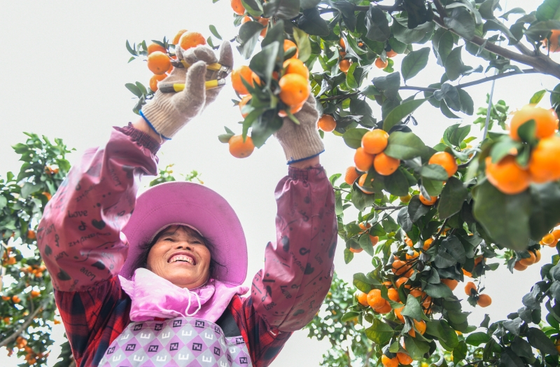 Hunan : une récolte de mandarines exceptionnelle dans le comté de Daoxian