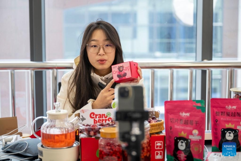 Heilongjiang :  l'industrie de la canneberge prospère à Fuyuan