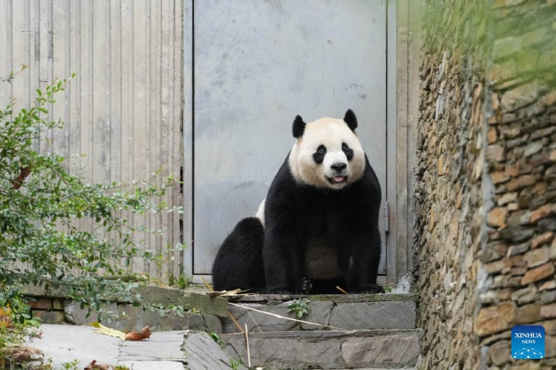 Un aperçu des pandas géants dans les bases de la province du Sichuan
