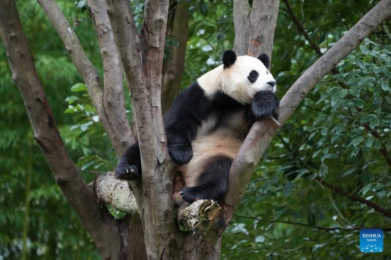 Un aperçu des pandas géants dans les bases de la province du Sichuan