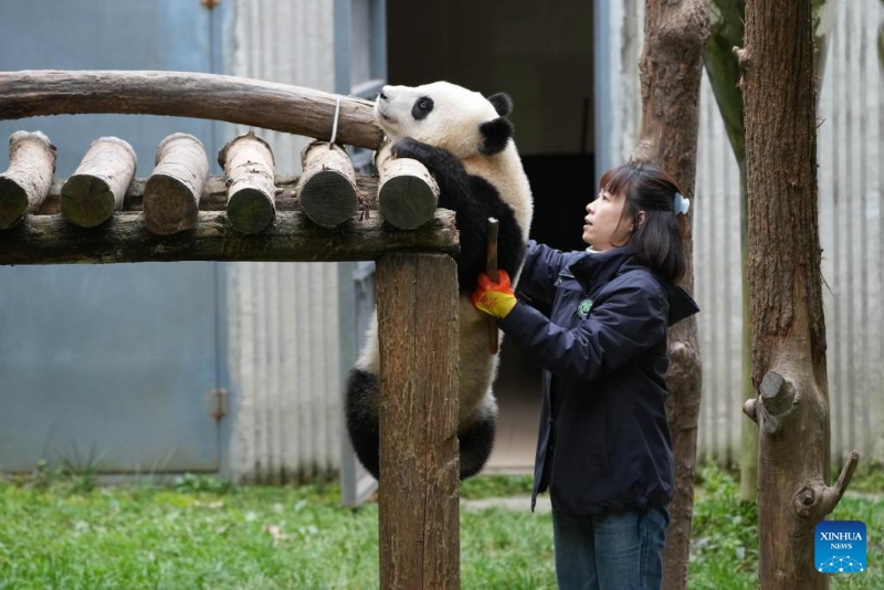 Un aperçu des pandas géants dans les bases de la province du Sichuan