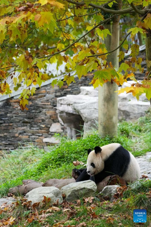 Un aperçu des pandas géants dans les bases de la province du Sichuan