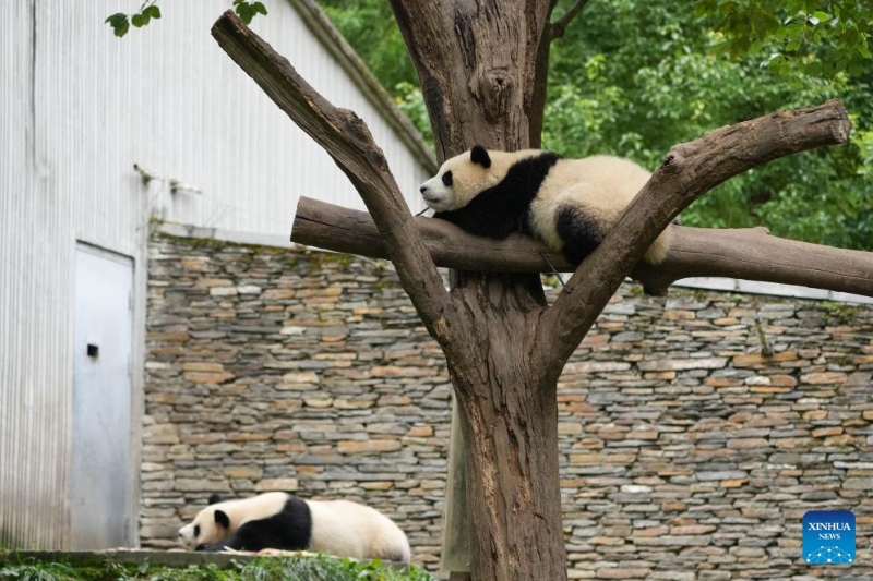 Un aperçu des pandas géants dans les bases de la province du Sichuan