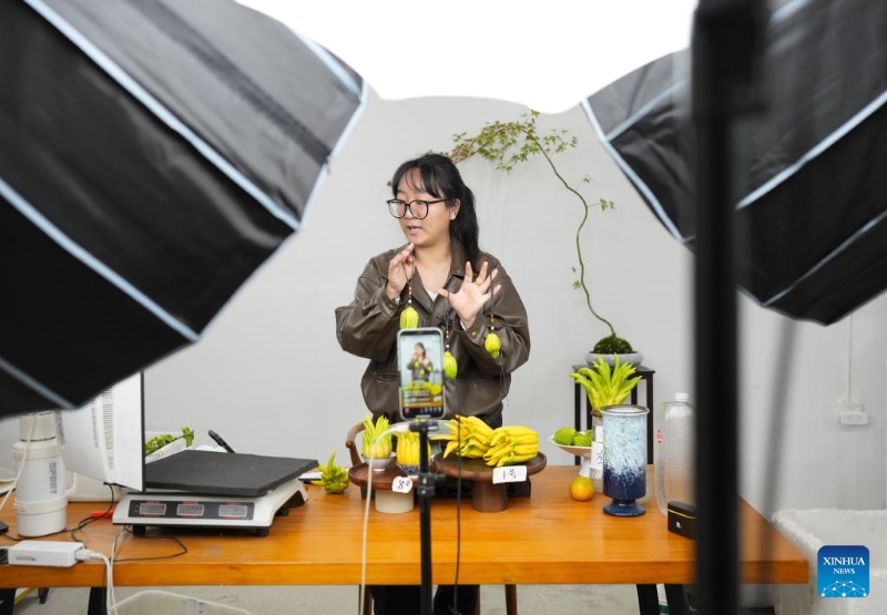 Zhejiang :  la récolte des mains de Bouddha a commencé à Jinhua