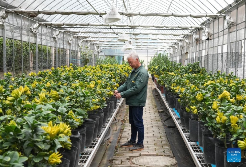 Zhejiang :  la récolte des mains de Bouddha a commencé à Jinhua
