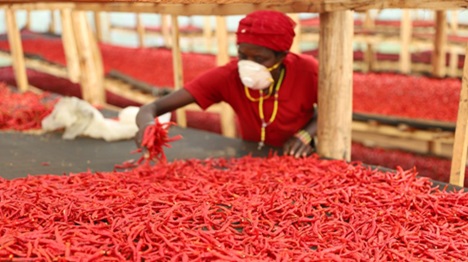L'avenir s'annonce prometteur en Chine pour les producteurs de piments du Rwanda
