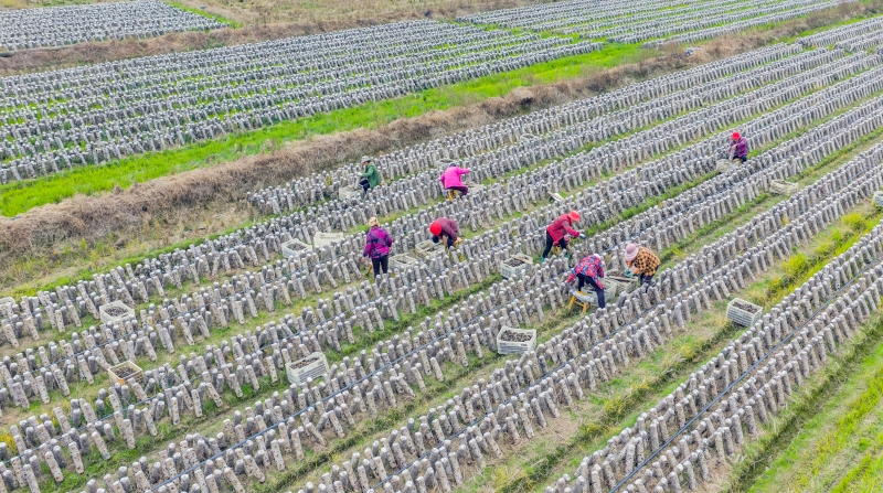 Jiangxi : la récolte des champignons noirs à Xingan