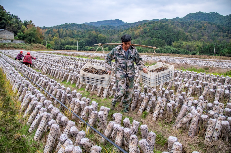 Jiangxi : la récolte des champignons noirs à Xingan