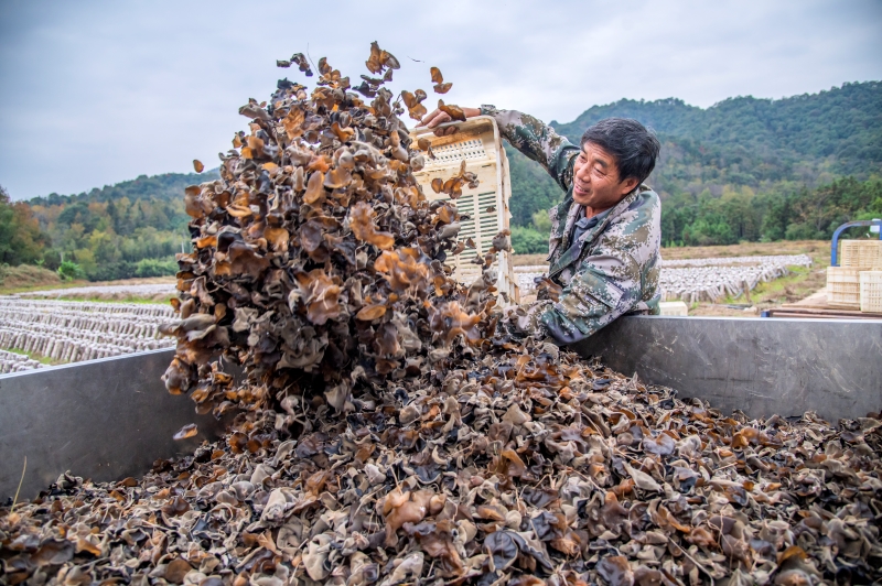 Jiangxi : la récolte des champignons noirs à Xingan