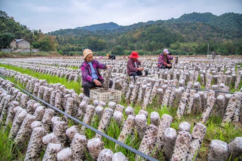 Jiangxi : la récolte des champignons noirs à Xingan