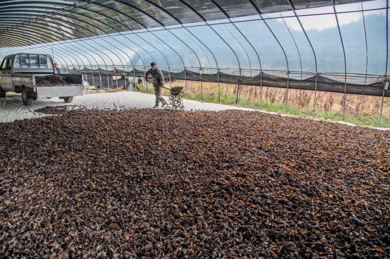 Jiangxi : la récolte des champignons noirs à Xingan