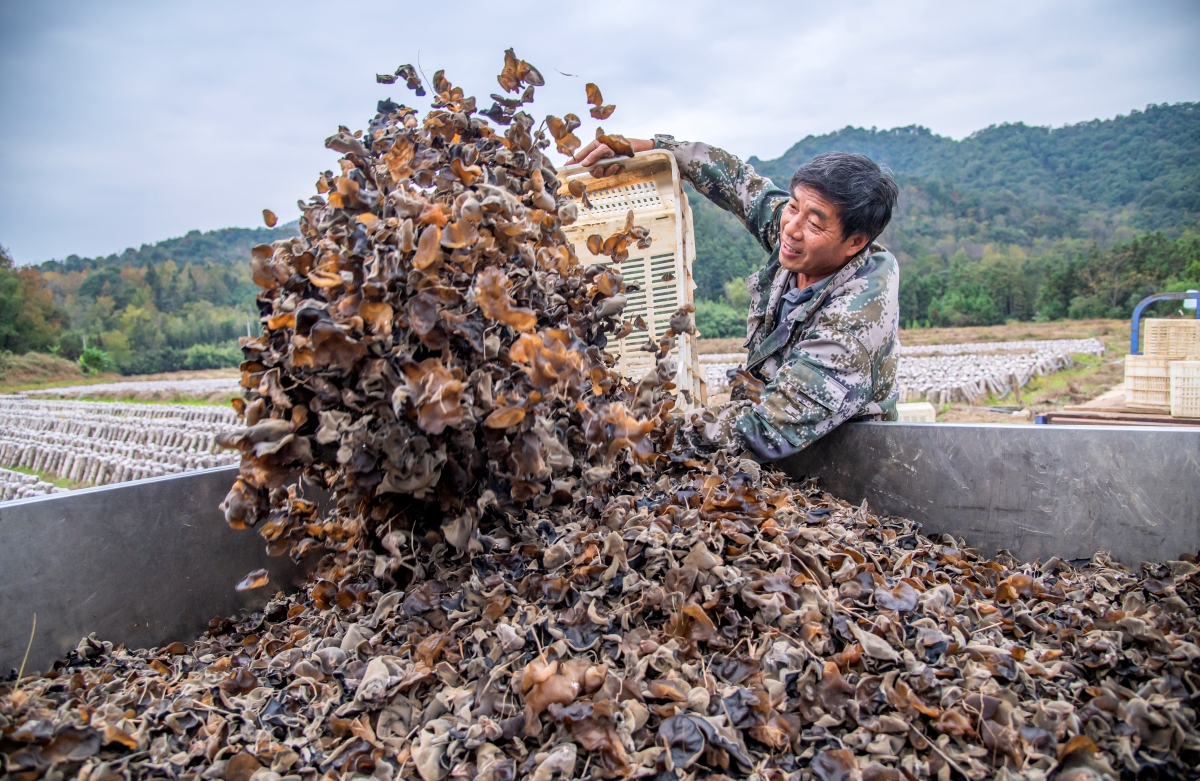 Jiangxi : la récolte des champignons noirs à Xingan