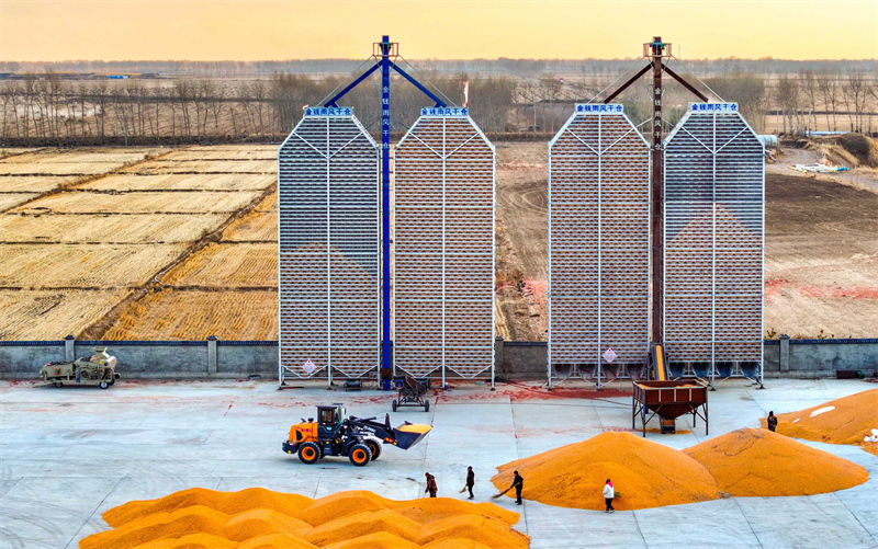 Mongolie intérieure : stockage scientifique des céréales, rendement élevé et revenus accrus dans la Ligue de Xing'an