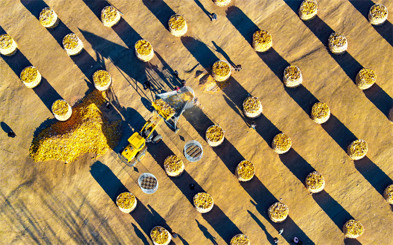 Mongolie intérieure : stockage scientifique des céréales, rendement élevé et revenus accrus dans la Ligue de Xing'an