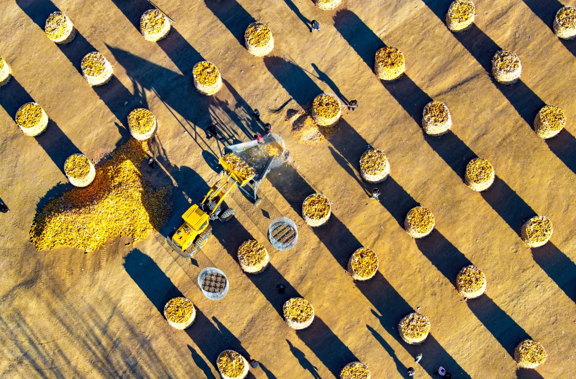 Mongolie intérieure : stockage scientifique des céréales, rendement élevé et revenus accrus dans la Ligue de Xing'an