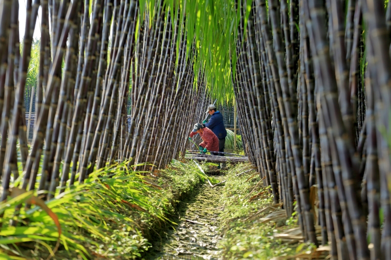 Guangxi : la récolte de canne à sucre noire bat son plein à Liuzhou