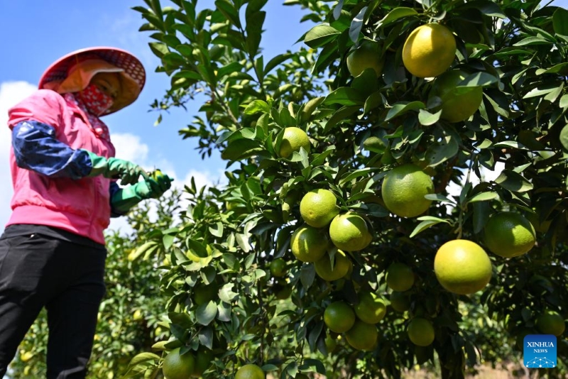 Hainan : la plantation d'oranges augmente les revenus des agriculteurs du comté de Chengmai