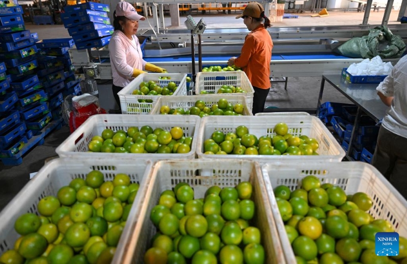 Hainan : la plantation d'oranges augmente les revenus des agriculteurs du comté de Chengmai