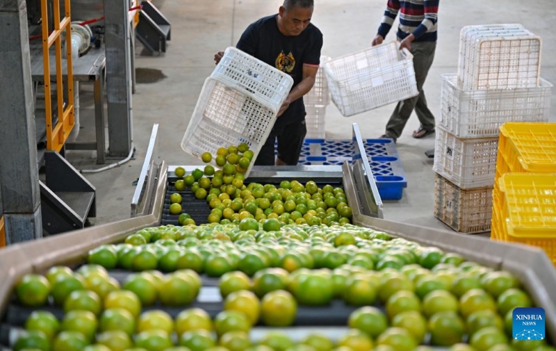 Hainan : la plantation d'oranges augmente les revenus des agriculteurs du comté de Chengmai