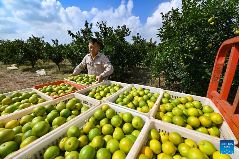 Hainan : la plantation d'oranges augmente les revenus des agriculteurs du comté de Chengmai