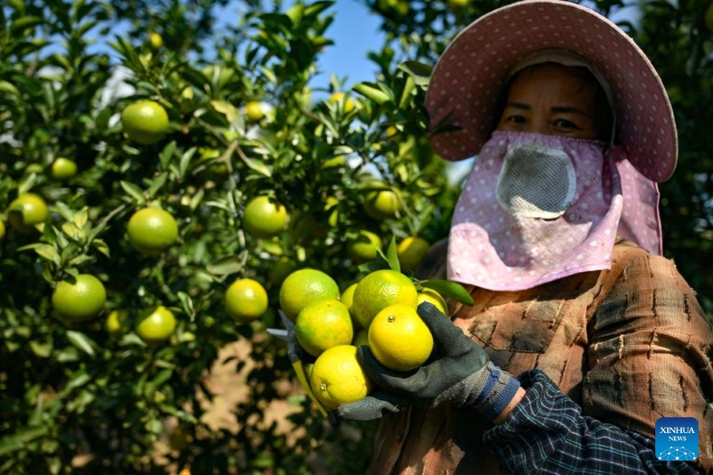 Hainan : la plantation d'oranges augmente les revenus des agriculteurs du comté de Chengmai