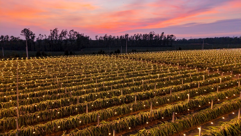 Guangxi : la base éclairée de culture de fruits du dragon de Hepu