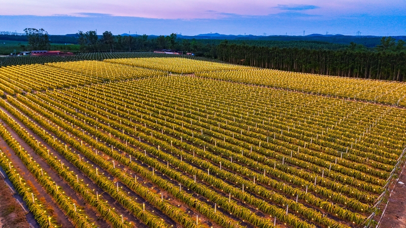 Guangxi : la base éclairée de culture de fruits du dragon de Hepu