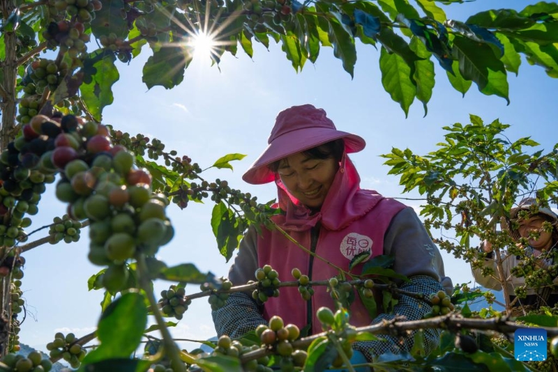 Yunnan : les plants de café entrent dans la saison de récolte à Baoshan