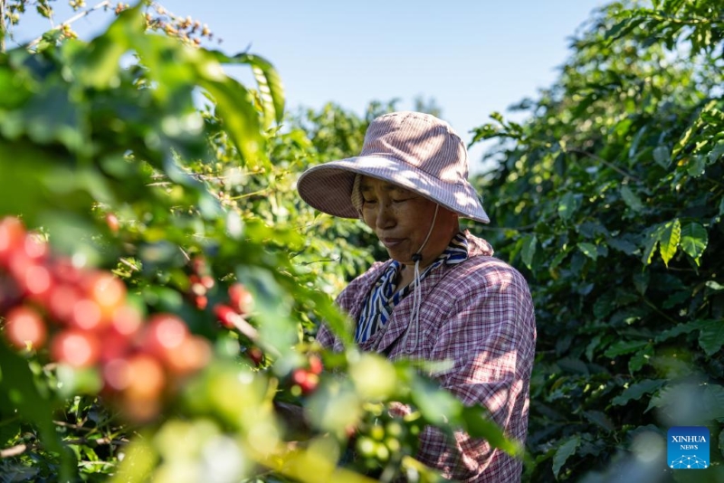 Yunnan : les plants de café entrent dans la saison de récolte à Baoshan