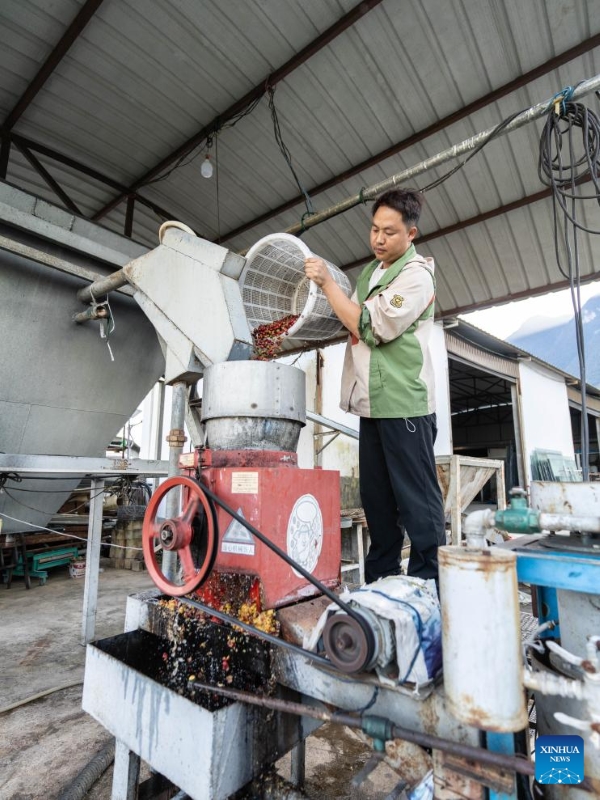 Yunnan : les plants de café entrent dans la saison de récolte à Baoshan