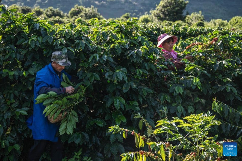 Yunnan : les plants de café entrent dans la saison de récolte à Baoshan