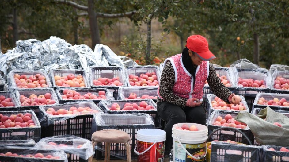 Shaanxi : là où le sable soufflait autrefois, la récolte des pommes bat son plein à Maowusu