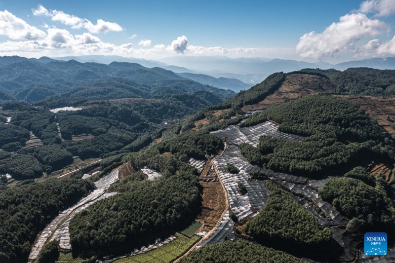 Yunnan : la ville de Baoshan développe la plantation standardisée et à grande échelle de wasabi