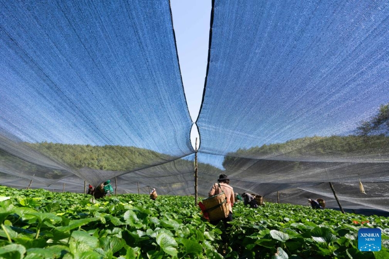 Des agriculteurs récoltent du wasabi dans une base de plantation de wasabi dans le district de Longyang de la ville de Baoshan, dans la province du Yunnan (sud-ouest de la Chine), le 17 novembre 2025.(Xinhua/Wang Guansen)