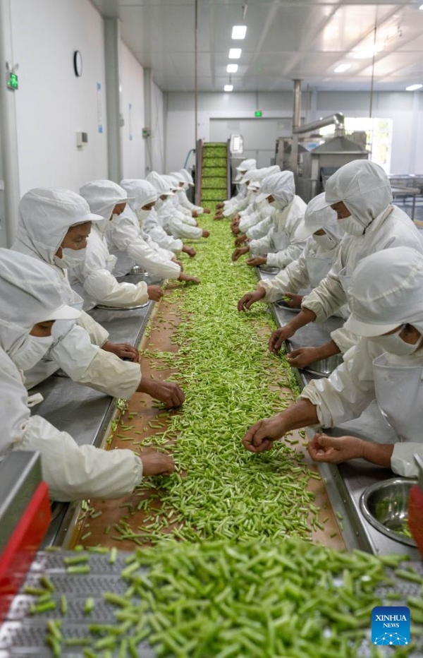 Yunnan : la ville de Baoshan développe la plantation standardisée et à grande échelle de wasabi
