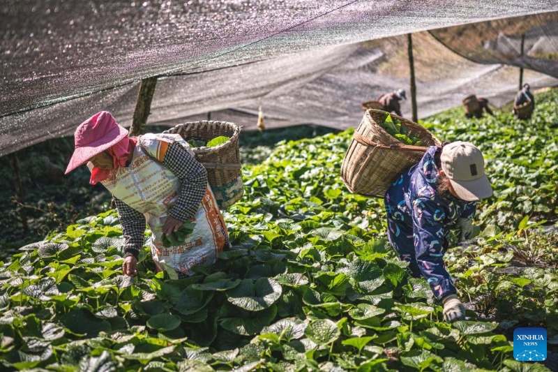 Yunnan : la ville de Baoshan développe la plantation standardisée et à grande échelle de wasabi